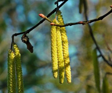 Der Winter geht, der Frühling kommt, und mit ihm für viele die Allergiesaison