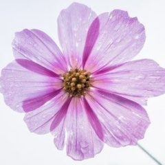 cosmos-flower-1712177_640